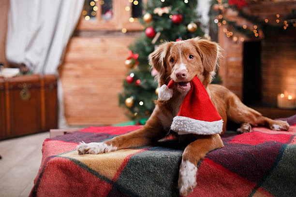 Nieuw: kerstpakketten!