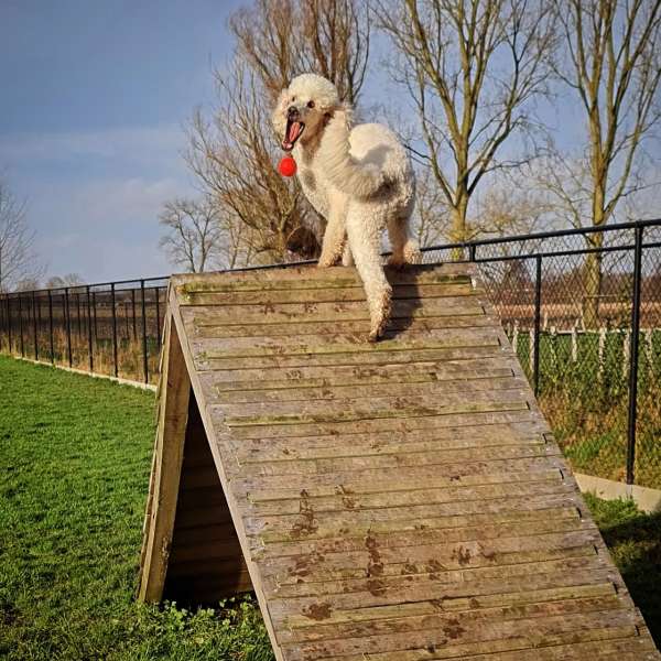 Jaar abonnement - wekelijks bezoek