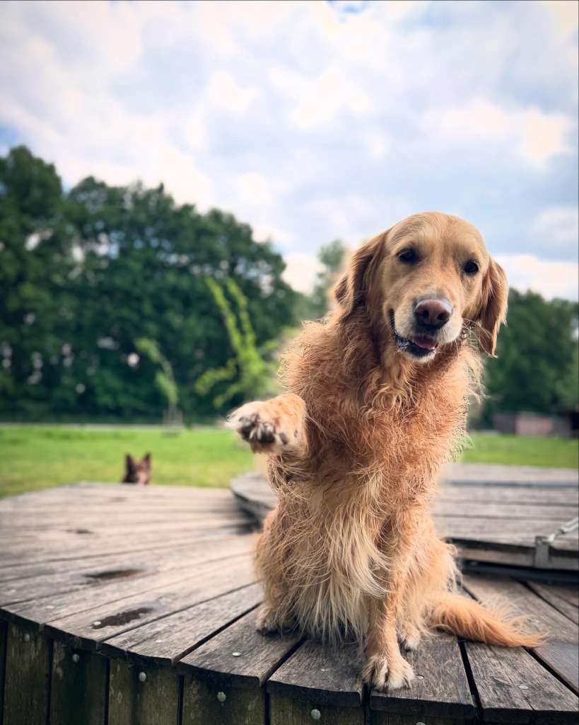 SAM
