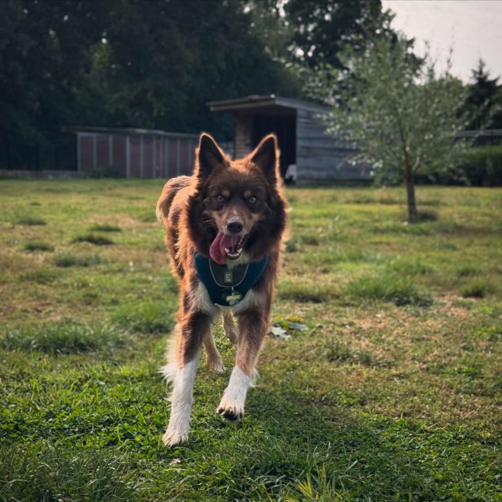 WHISPER