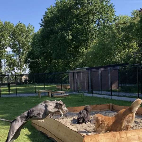 Reserveer Zwarte hondentuin