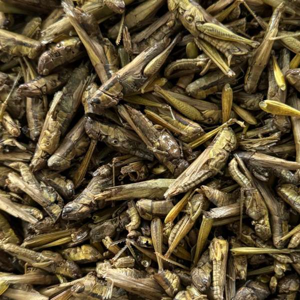 Sprinkhanen / sprinkhanen stukjes